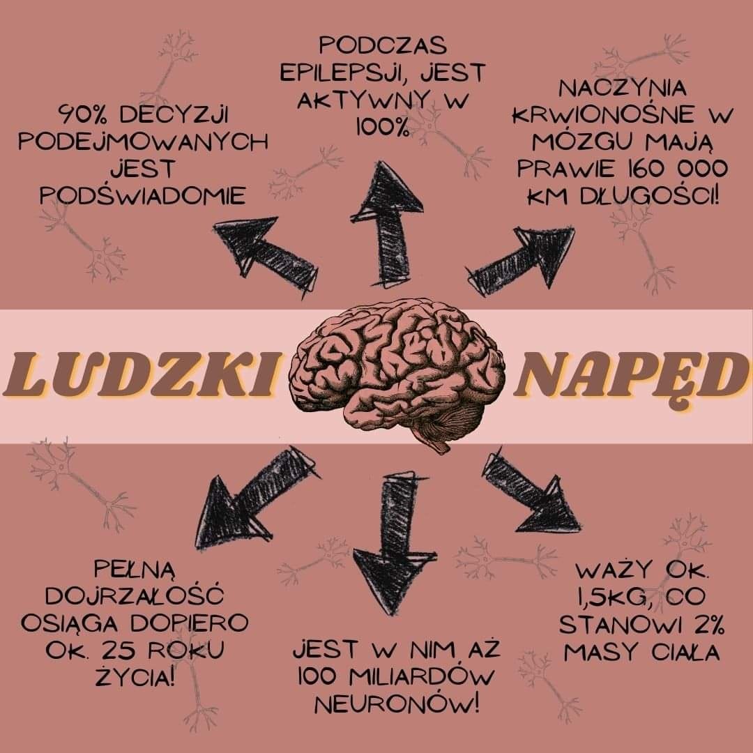mozg-grafika.jpg